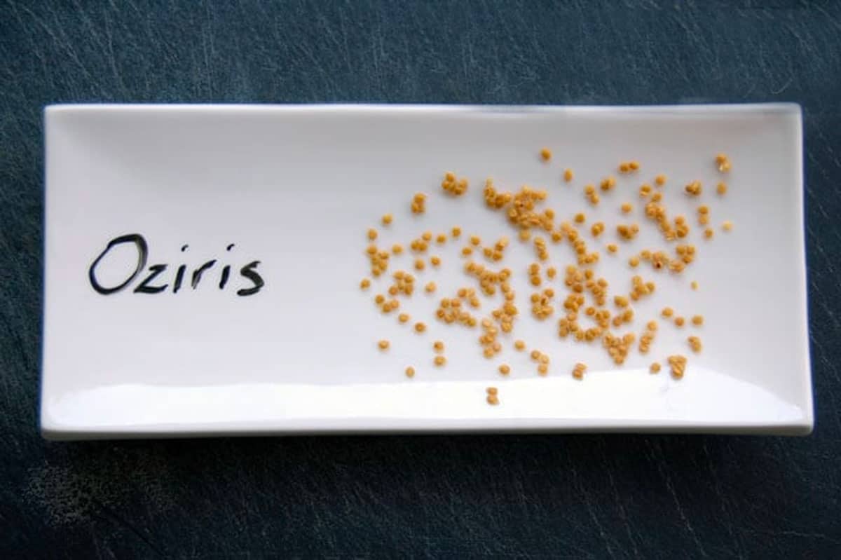 Oziris tomato seeds dried on a white plate.