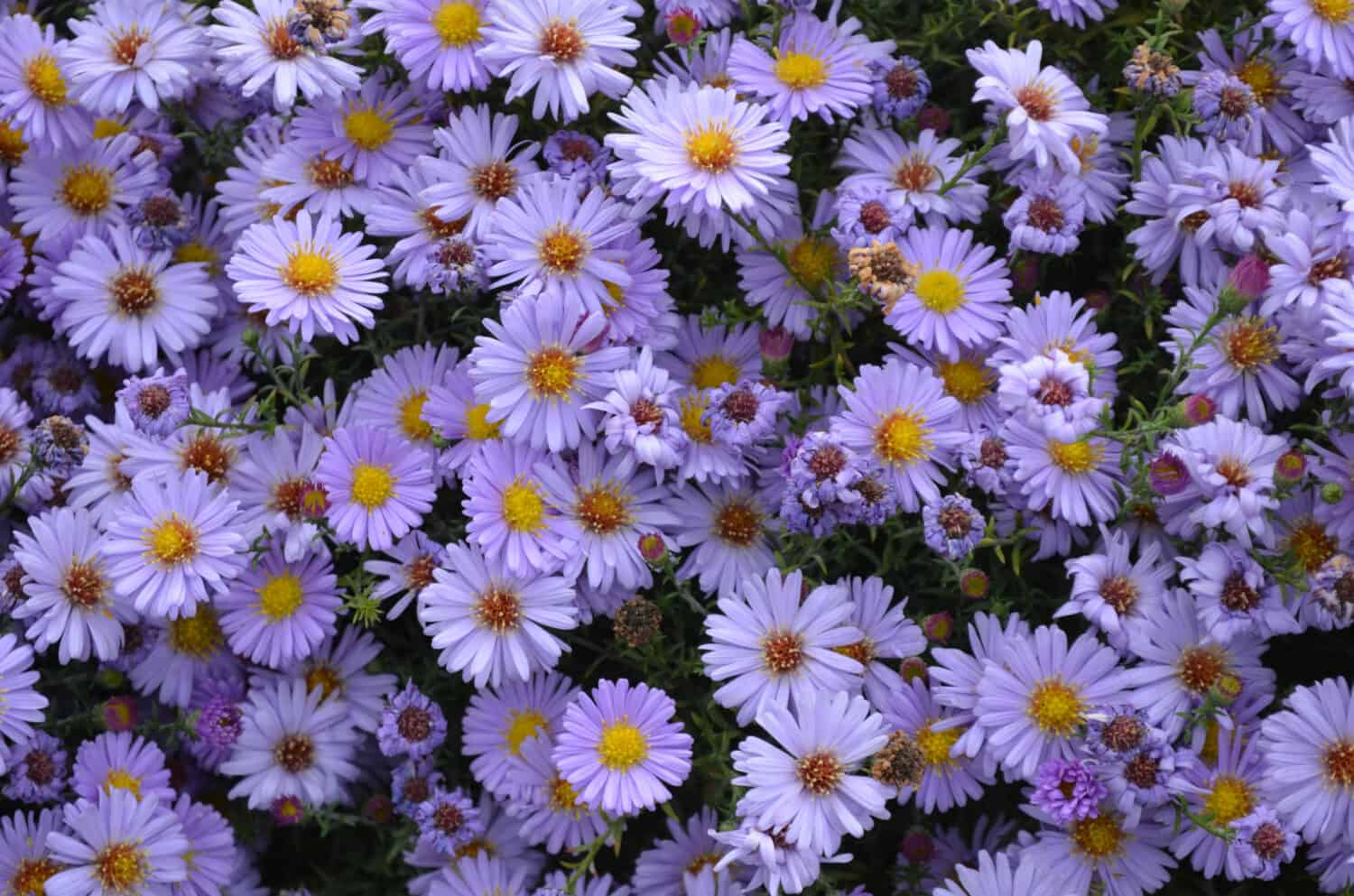Many light blue flowers are smooth aster