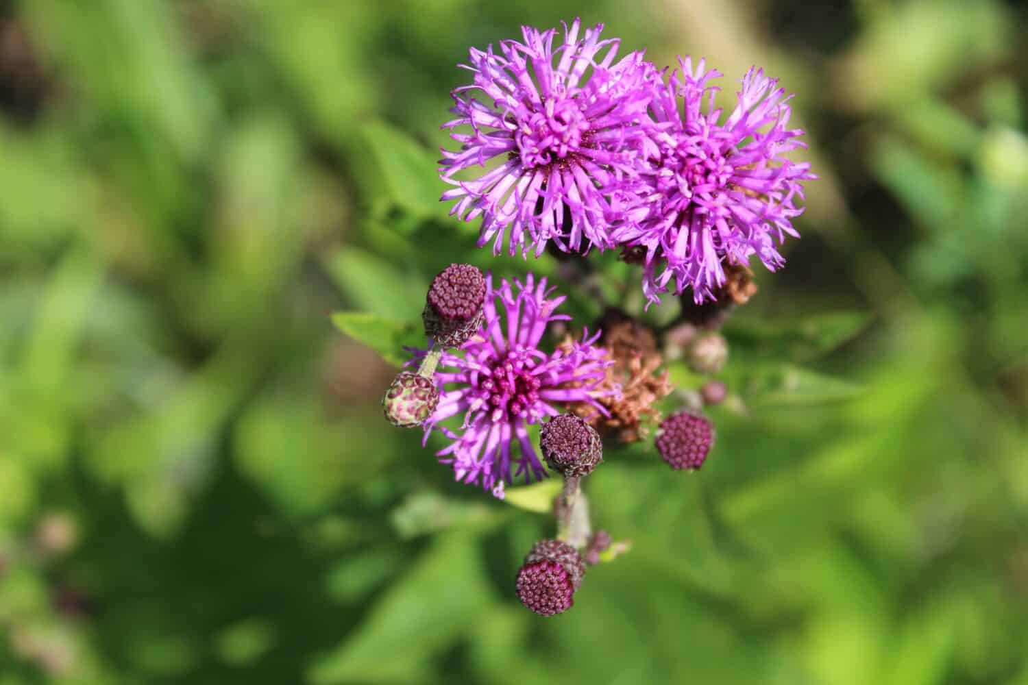 Two Missouri ironweed blooms with one in the background at Miami Woods in Morton Grove, Illinois