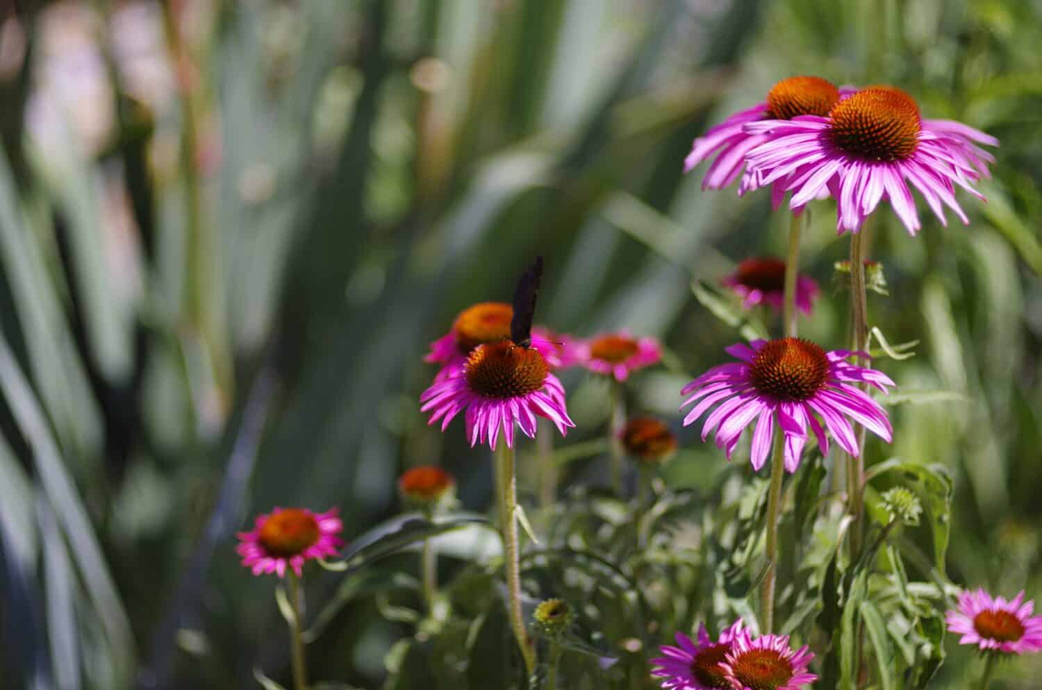 echinacea angustifolia the narrow-leaved purple ceneflower or blacksamon echinacea