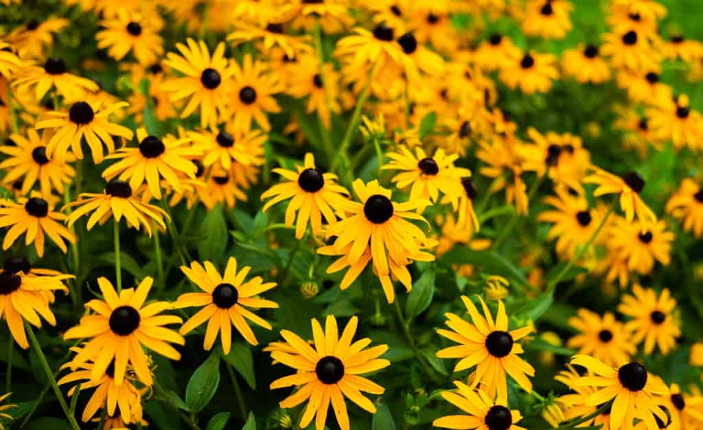 maximilian sunflower