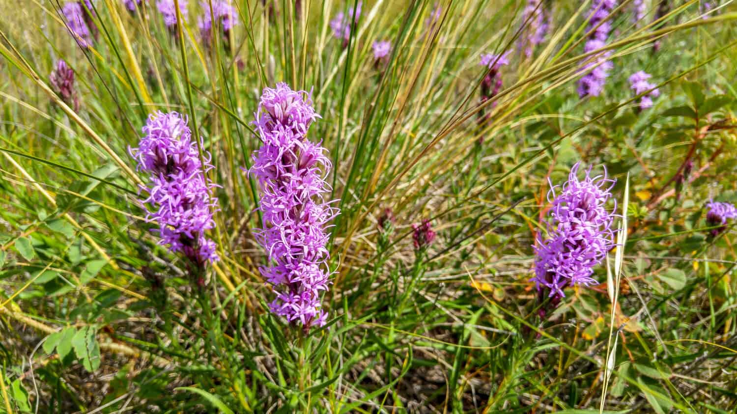Dotted Blazingstar (Liatris punctata Hook.)