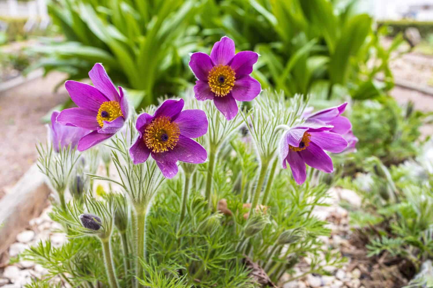 Pulsatilla patens is a species of flowering plant in the family Ranunculaceae, native to Europe, Russia, Mongolia, and China. Common names include Eastern pasqueflower and cutleaf anemone.