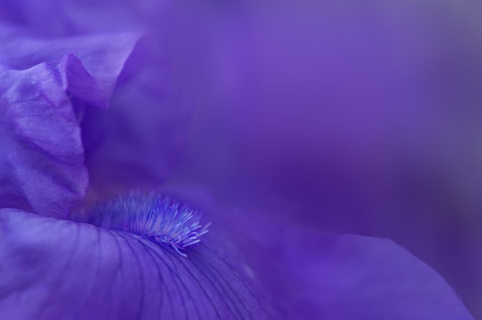side quarter view of a a bearded iris