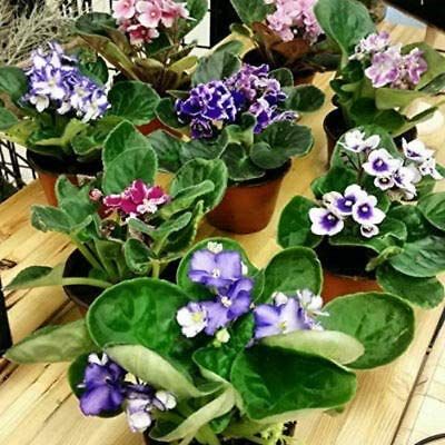 African Violet Plants, 3 Assorted
