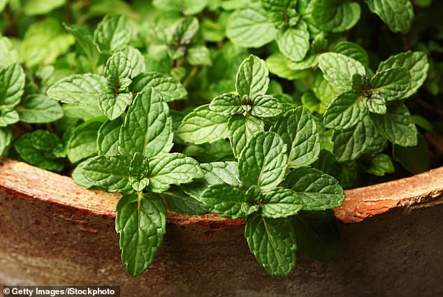One particular scent that offends rats is the smell of mint, and planting it around the perimeter of the garden could be a good idea to keep them out