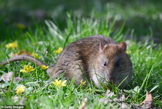 For most people, especially avid gardeners, rats are not only considered to be vermin but also nightmare pests when trying to maintain an outdoor space