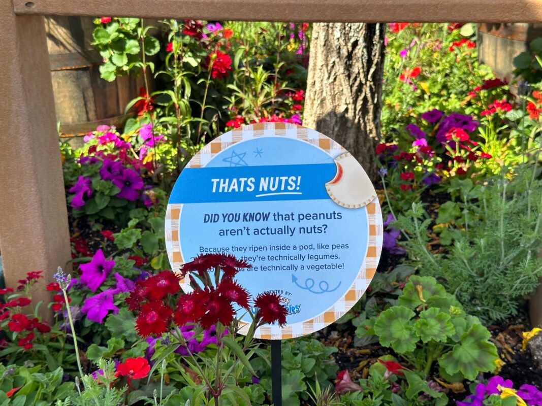 A sign explaining that peanuts aren't really nuts.