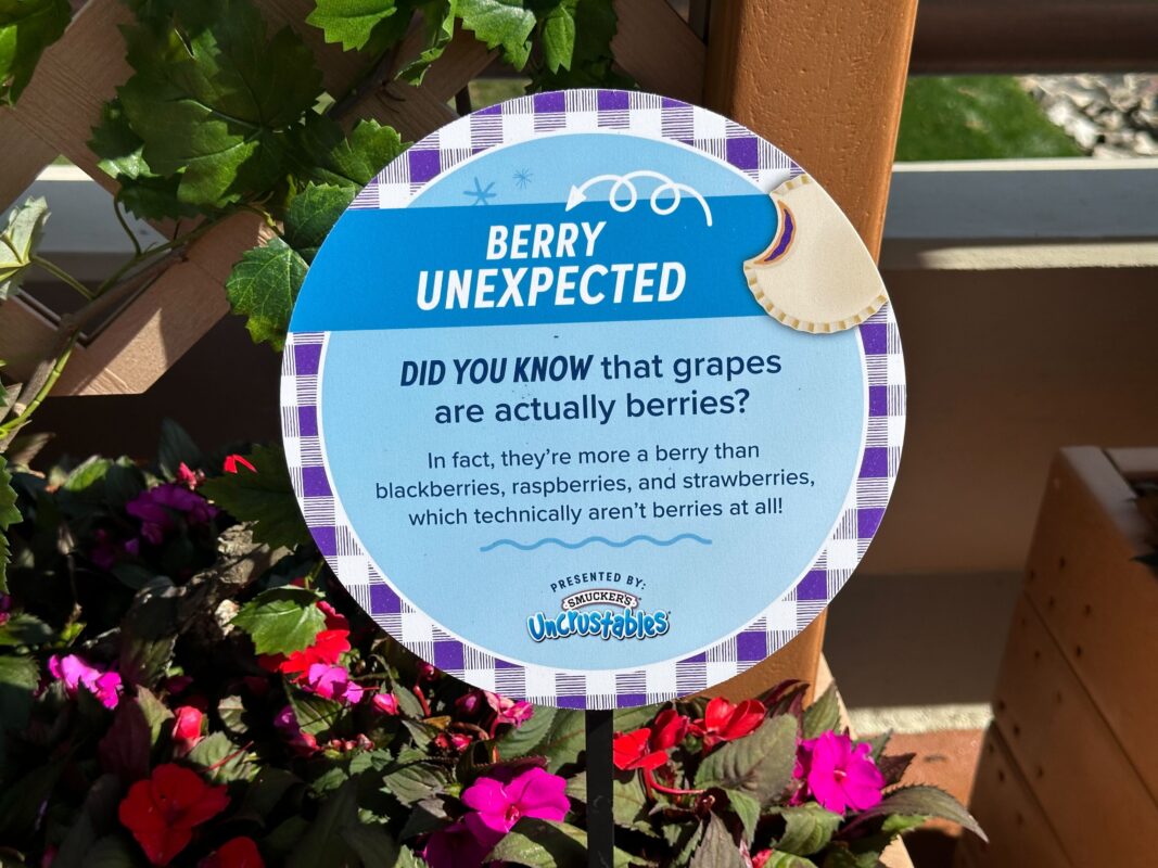 A sign explaining that grapes are actually berries.