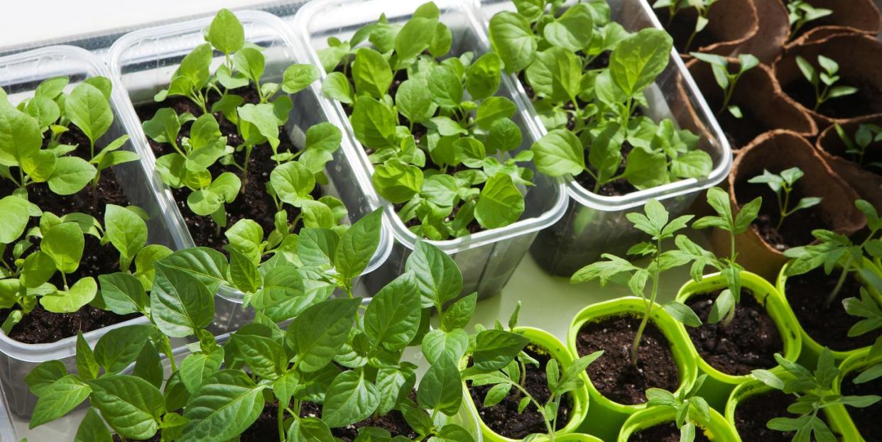 Photo credit: gvl - Getty Images