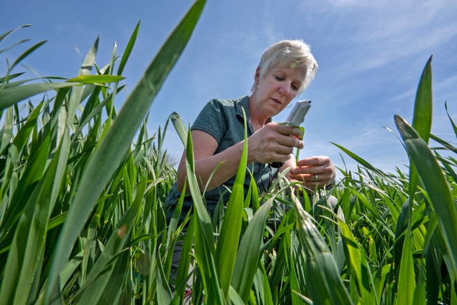Betsy Bower, agronomist for Ceres Solutions, checks wheat stage in a farmer’s field Wednesday, April 19, 2023 in Terre Haute, Ini. Bower offers advice and support for farmers to help them maintain their fields with such things as proper nutrients, protection and irrigation, helping them achieve their best crops. She has been doing this for decades. As a woman, she has seen a change over the years. “I’m not the only woman in the room any more,” says Bower. But she has earned respect. “If you do your job right,” says Bower, “that farmer knows if you’ve got his best interest” in mind.