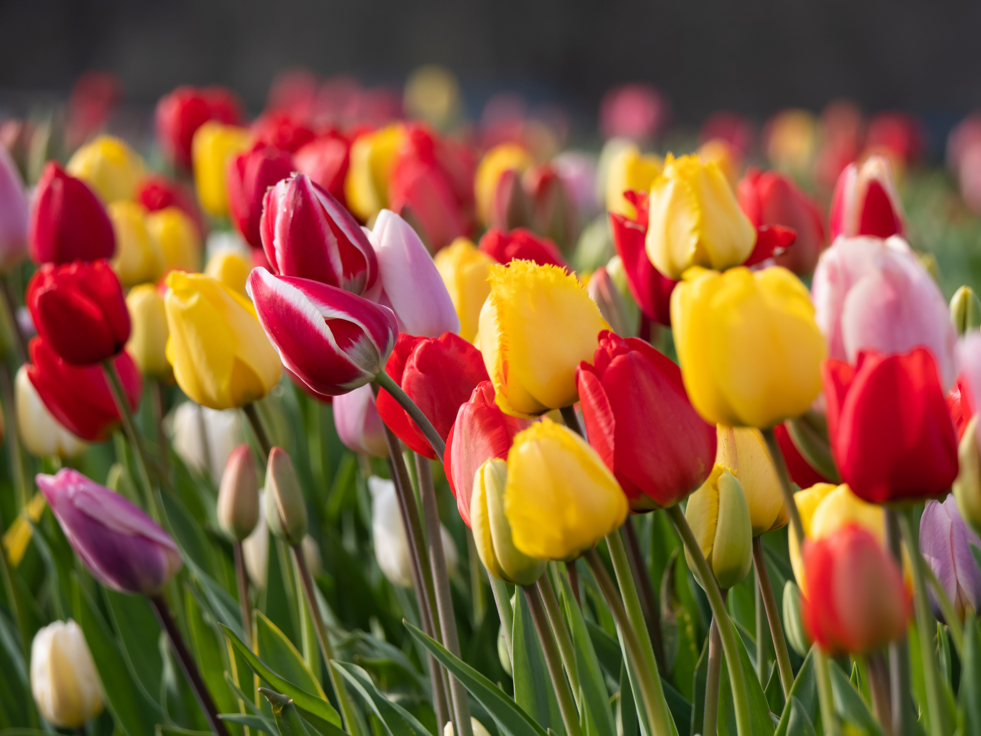 Tulips