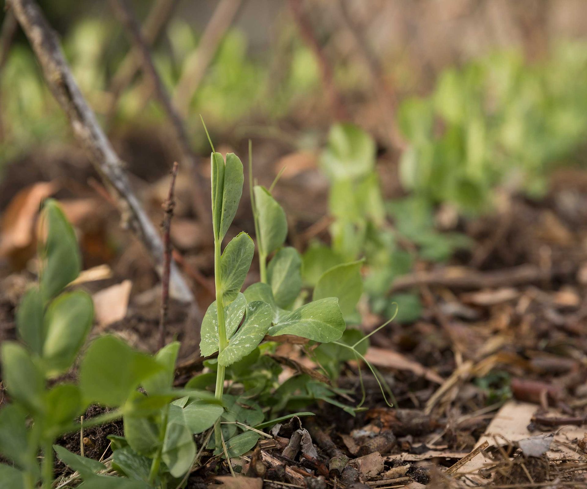 pea seedlings growing through mulch