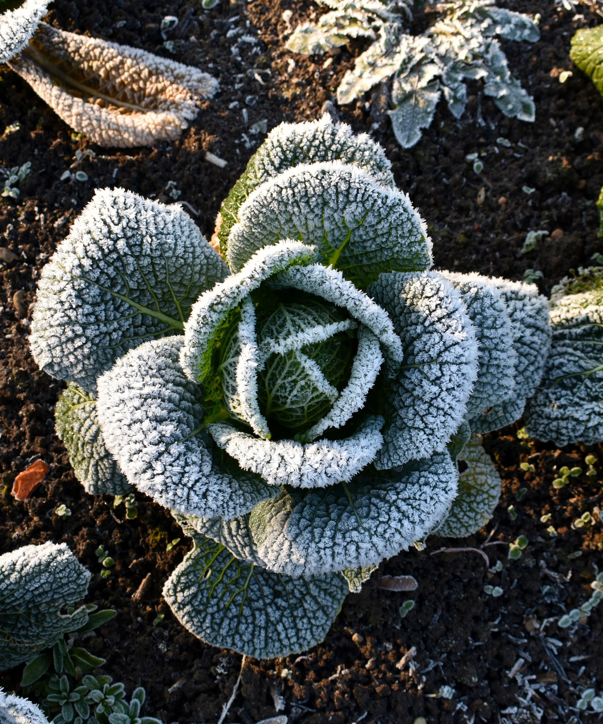 winter cabbage covered in frost