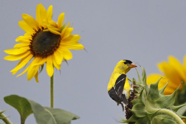 A goldfinch rests atop sunflowers Wednesday afternoon July 24, 2019.