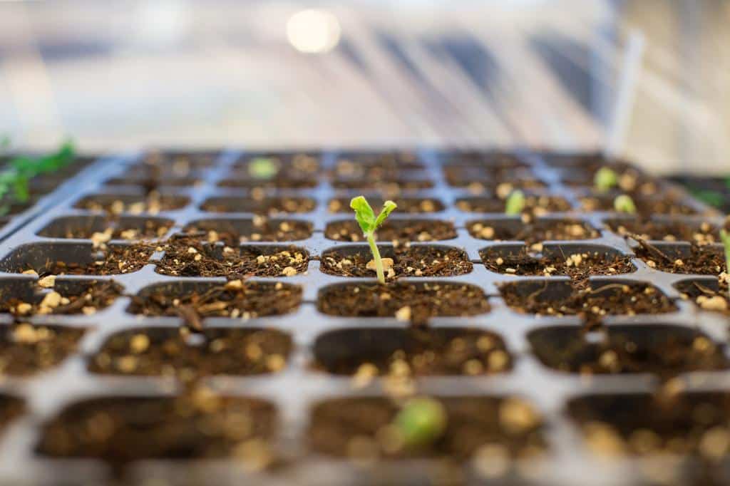 Homesteading gardening