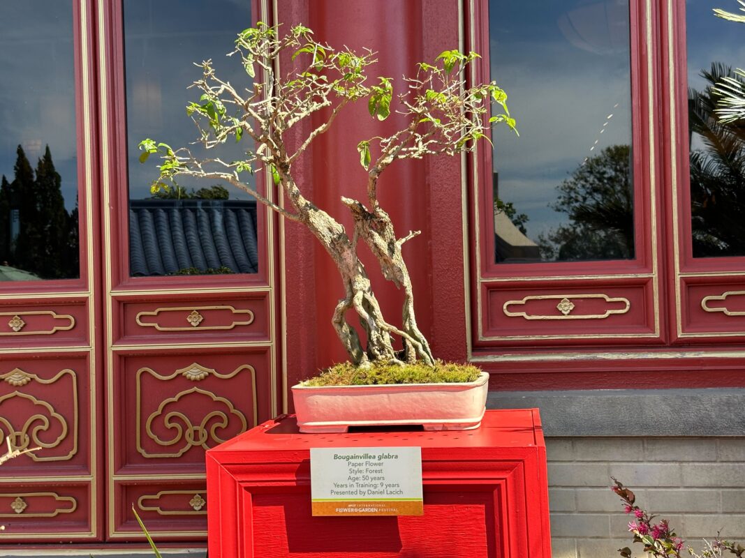Bougainvillea glabra penjing