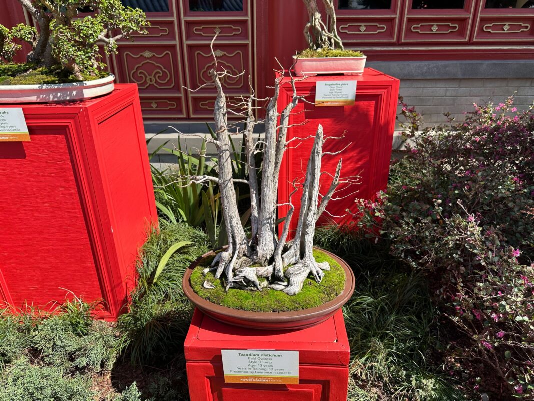 Taxodium distichum penjing