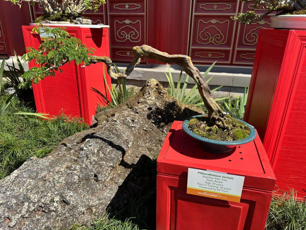 Pithecellobium tortum penjing