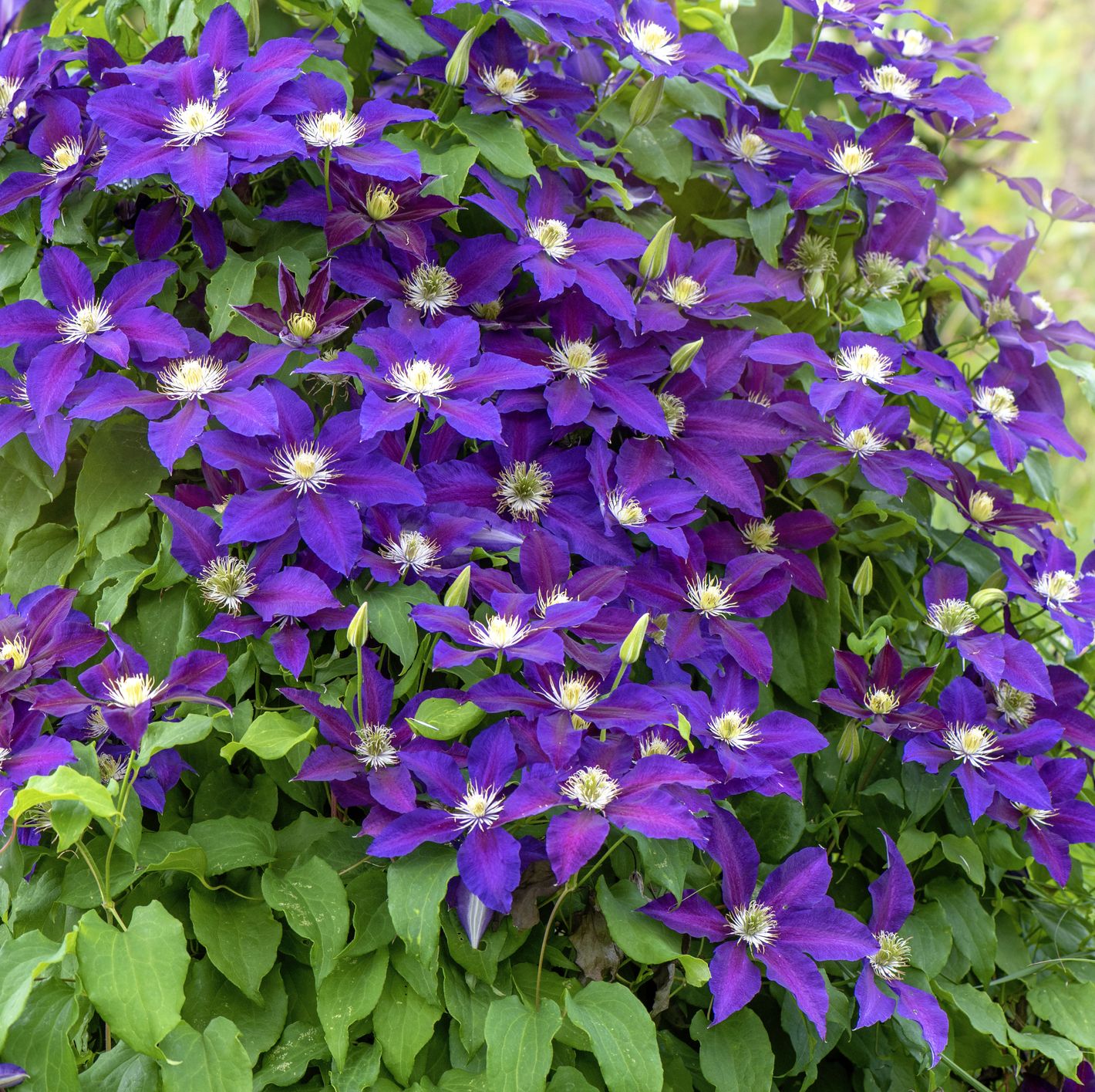 close up image of the beautiful summer flowering climbing clematis