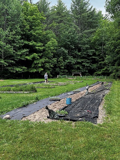 Red Barn Kitchen gardens in July - COURTESY