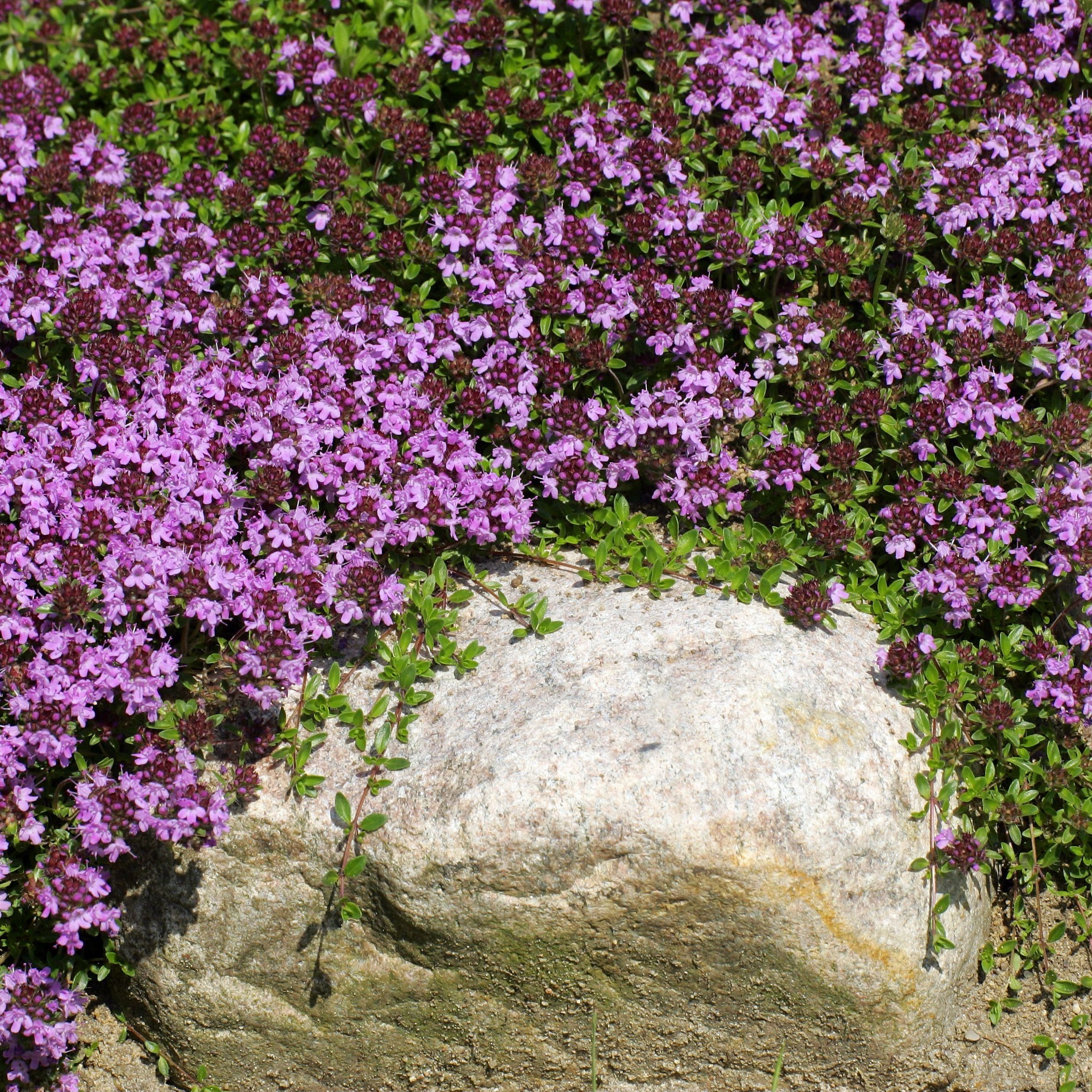 wilder thymian quendel