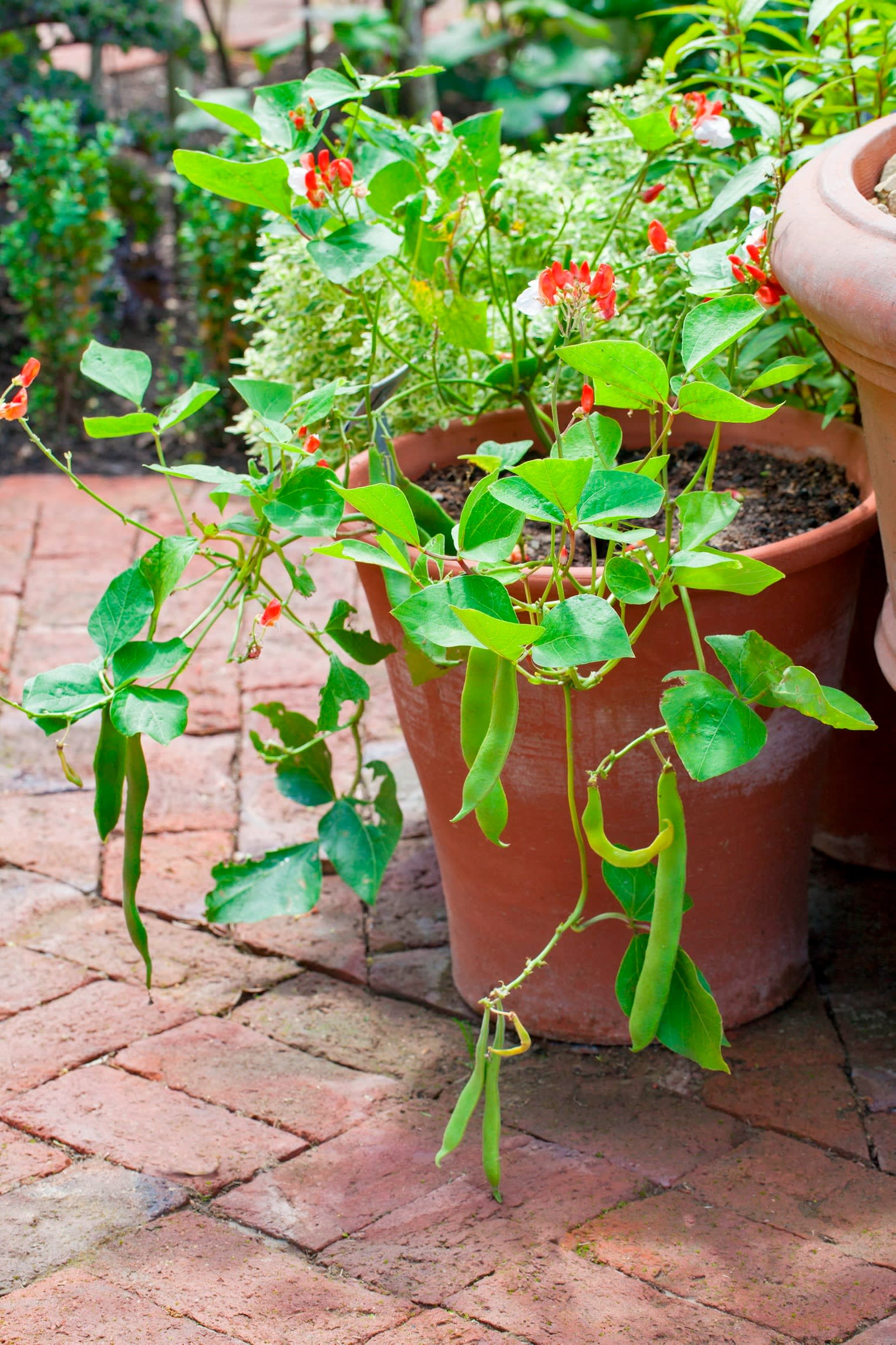 Hestia dwarf runner bean growing in a pot