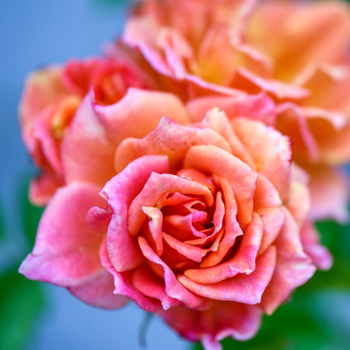 growing cut flowers   roses