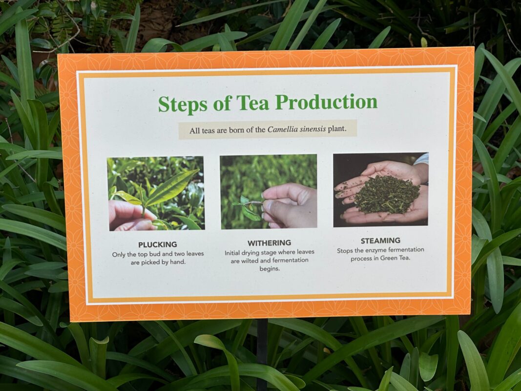 A sign detailing the steps of tea production.