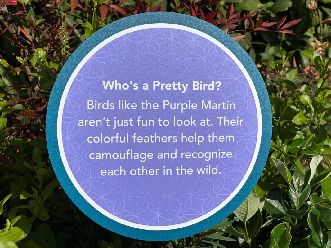 A sign sharing facts about the Purple Martin.