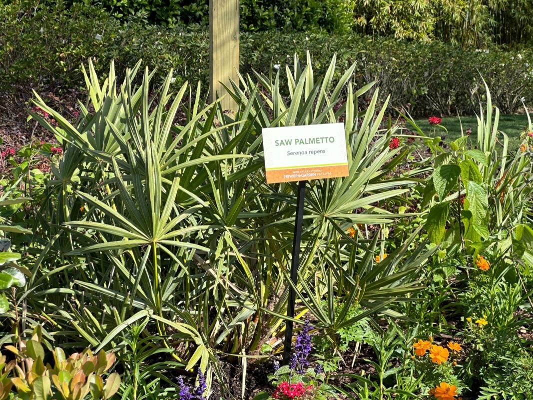 A sign for Saw Palmetto plants.