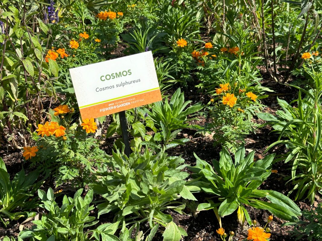 A sign for Cosmos.
