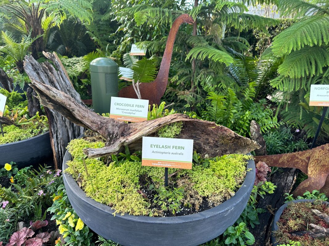 A planter containing the Crocodile Fern and Eyelash Fern.