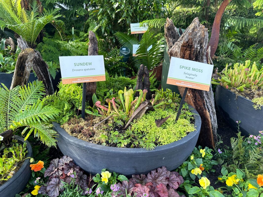 A planter containing Sundew and Spike Moss.