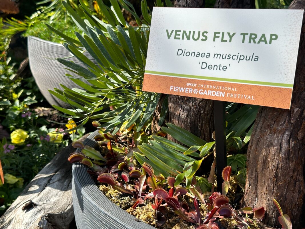 A planter containing a cluster of Venus Fly Trap.