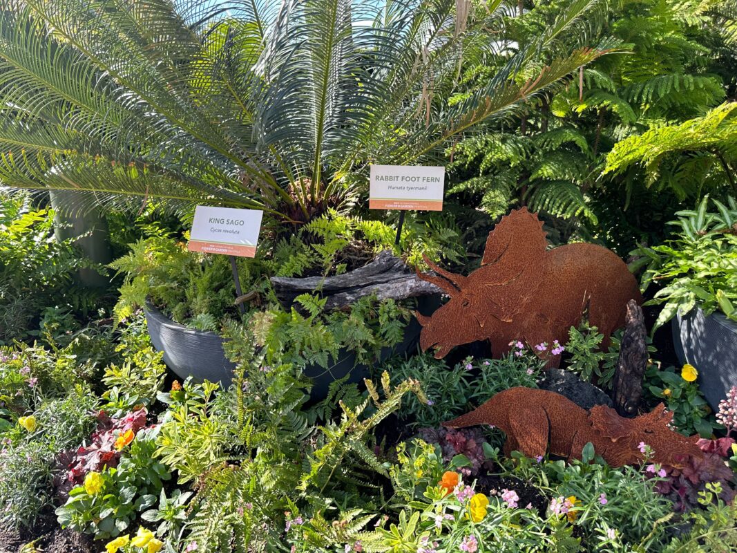 A larger planter containing King Sago and Rabbit Foot Fern.