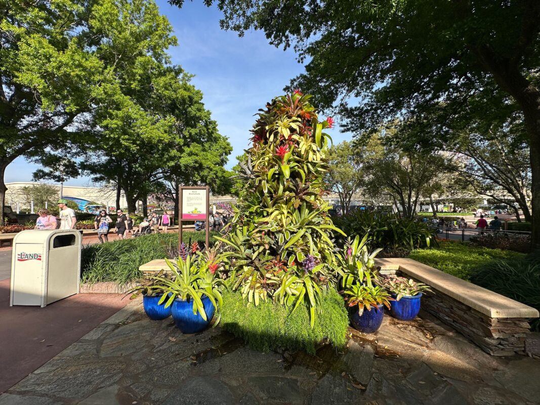 A large plant in the Bold Bromeliads garden.