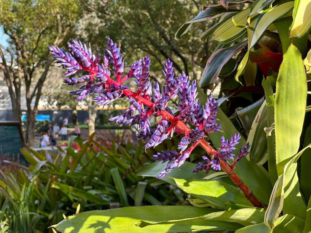 A close-up of a purple bromeliad.