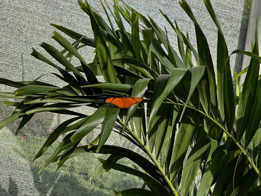 Another butterfly resting on a plant in Butterfly Landing.