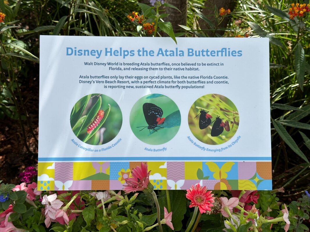 A sign detailing how Disney is breeding Atala Butterflies.