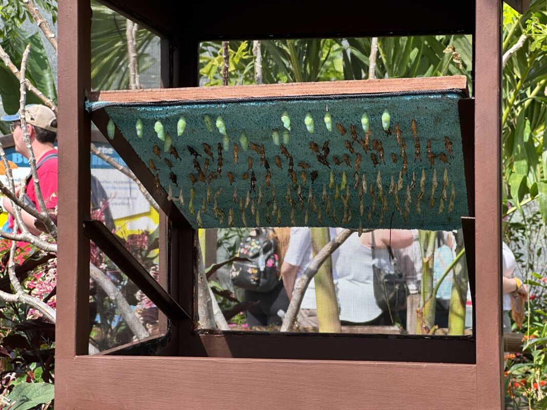 A collection of caterpillars in their chrysalises.