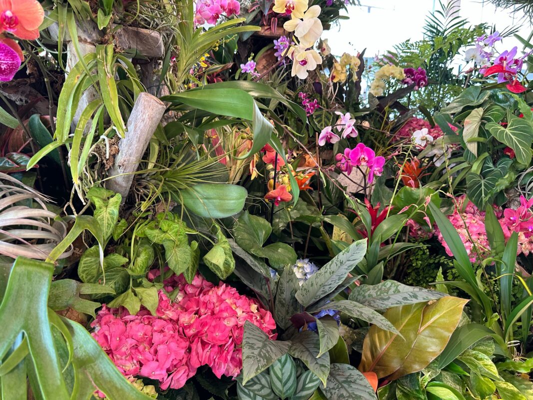 A close-up of flowers in the Connections Conservatory Garden.