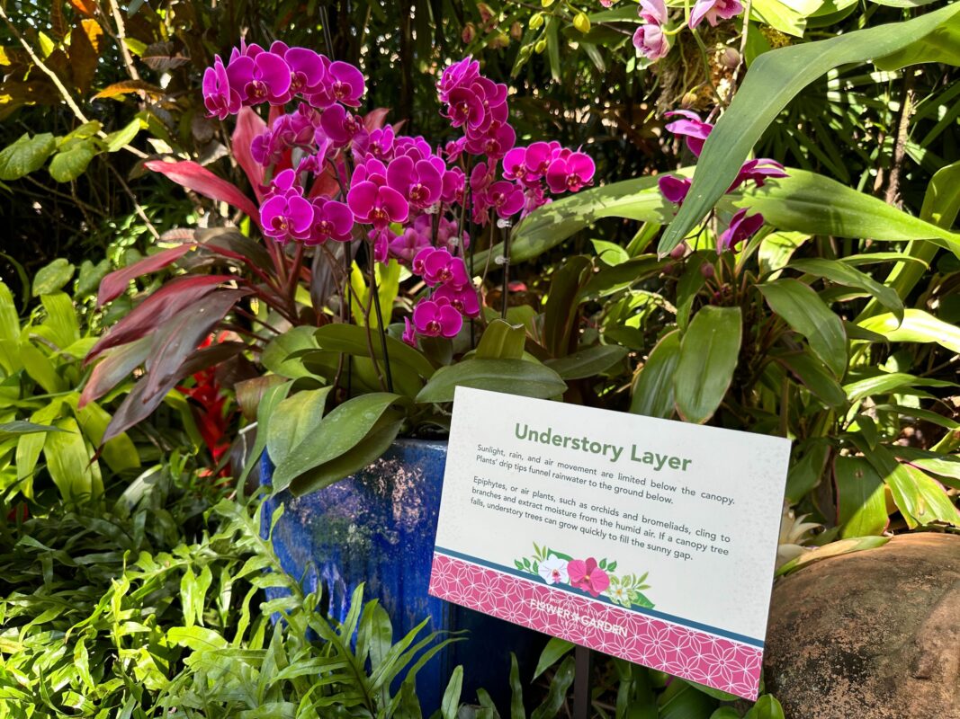 Another sign next to orchids, explaining the Understory Layer.