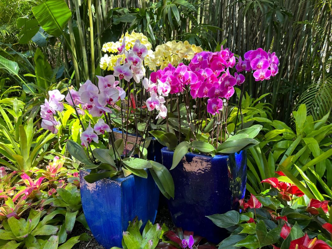 Potted orchids on display.