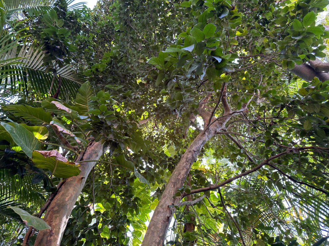 A look above at the garden's "canopy layer."