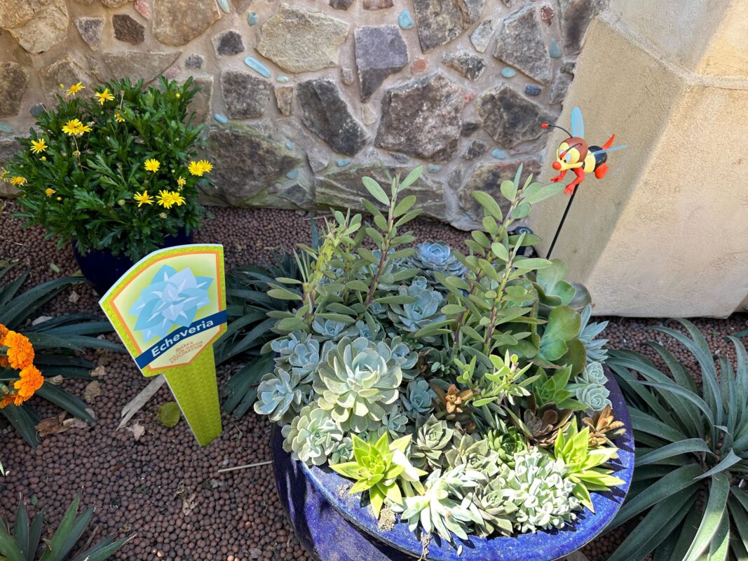 Succulents and Spike the Bee in the Desert Garden.