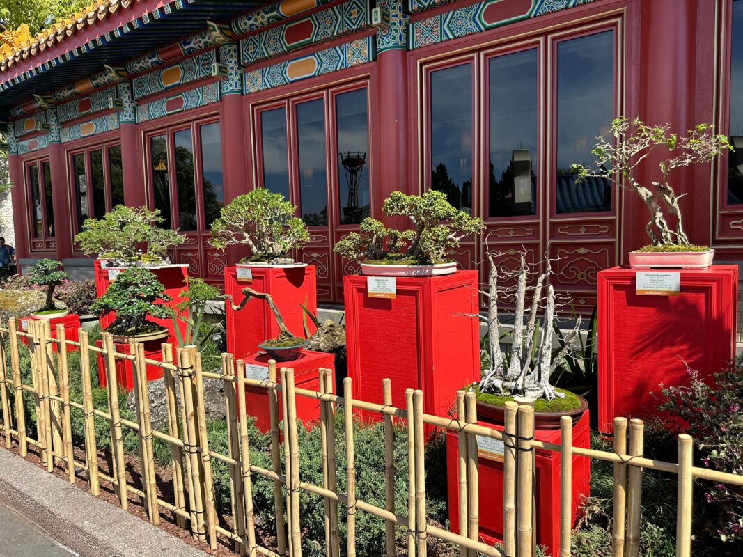 China Penjing Garden