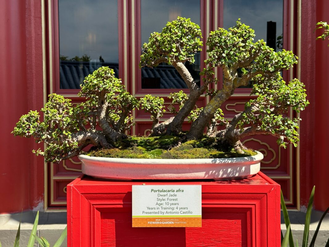 Portulacaria afra penjing