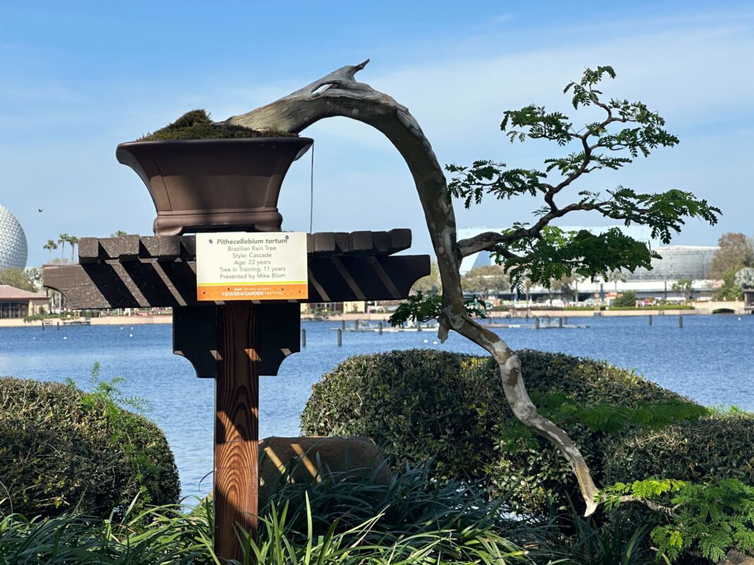 The Pithcellobuim tortum on display.