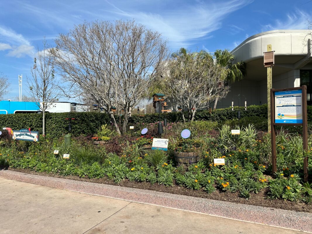 A wide shot of the Songbird Meadow.